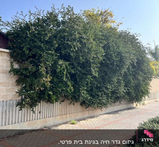 שיחים ירוקים צפופים לאורך גדר אבן